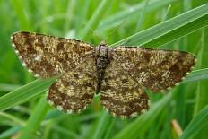 Graphiphora unimacula - Heidekraut-Spanner (Heidespanner)